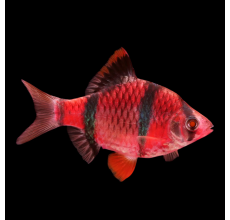 Red Glow Barb (Puntius tetrazona)