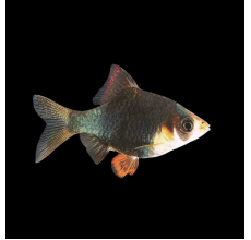Green Glow Barb (Puntius tetrazona)