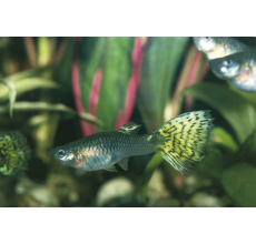 Blacktail Guppy (Male) (Poecilia reticulata) - 3.5cm