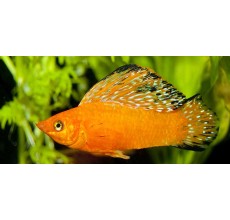 Orange/Safron Sailfin Molly - L