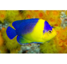 Halfmoon/Venusta Angel (Holocanthus venusta)