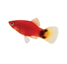 Red Mickey Mouse Platy - L
