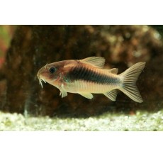 Bronze Corydora - L