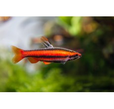 Pencil Tetra - L