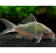 Emerald Corydora - L