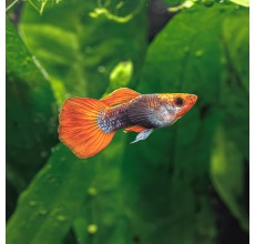 Koi Guppy (Male) - 3.5cm