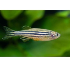 Zebra Danio Luminous Green (Danio rerio) - L
