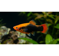 Orange Tuxedo Platy - Xiphophorus maculatus