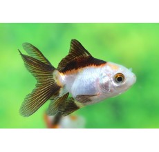 Tri-Colour Oranda (Carassius auratus)