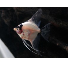 Panda Angelfish (Pterophyllum scalare) - L
