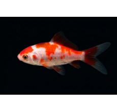 Red Butterfly Tail Goldfish (Carassius auratus)
