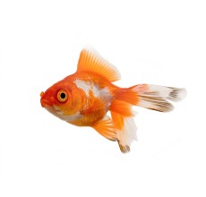 Orange & White Oranda (Carassius auratus)