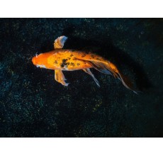 Black Veiltail Koi Carp (Cyprinus carpio)