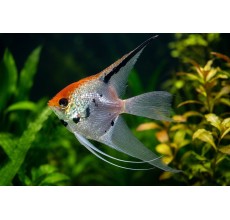 Tri-Colour Veiltail Angelfish (Pterophyllum scalare)
