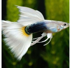 White Tuxedo Guppy (Male) - 3.5cm