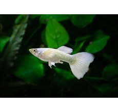 White Luminose Guppy (Male) - 3.5cm