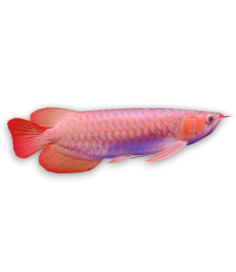 Super Red Arowana Fish
