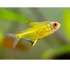 Lemon Tetra - L