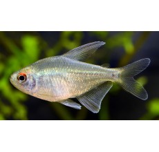Diamond Tetra - L
