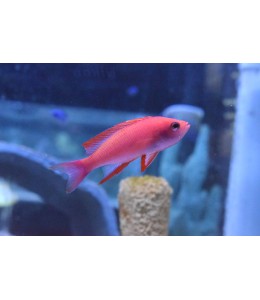 Randal Anthias(Male)