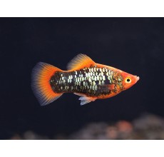 Red Tuxedo Platy - L