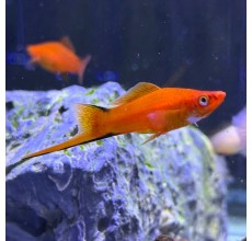 Red Comet Swordtail - L