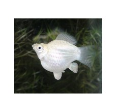 Silver Balloon Molly - L