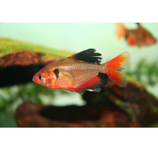 Serpae Tetra Red - L