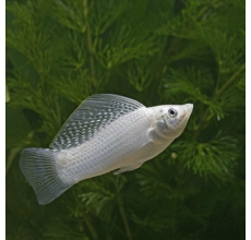 Silver Sailfin Molly - L