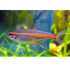 Glowlight Tetra - L
