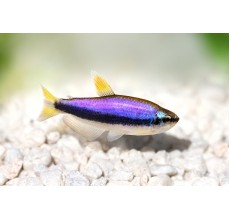 Blue Emperor Tetra - L