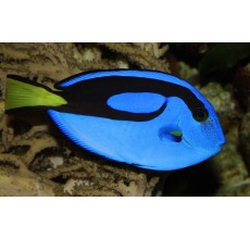 Blue Tang (S)