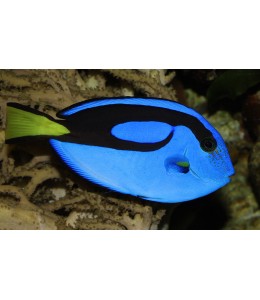 Blue Tang (S)