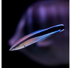 Blue Cleaner / Rainbow Wrasse