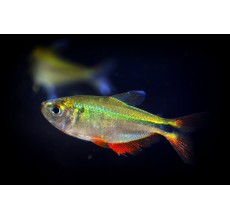 Buenos Aires (Golden) Tetra - L