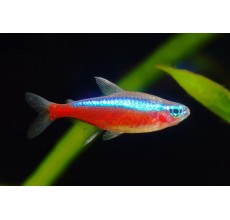 Cardinal Tetra - L