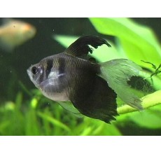 Balck Tetra Hi Fin - L