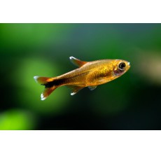 Silver Tip Tetra - L