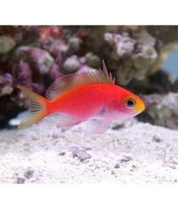 RANDAL ANTHIAS (FEMALE)