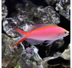 Smith Anthias