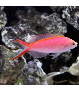 Smith Anthias