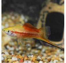 Pineapple Wagtail Swordtail - L