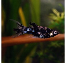 Marble Lyretail Molly - L