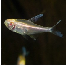 Albino Black Tetra - L