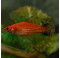 Red Wagtail Swordtail - L