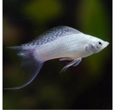 Silver Lyretail Molly - L