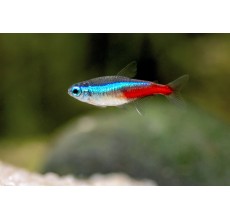 Neon Tetra - L