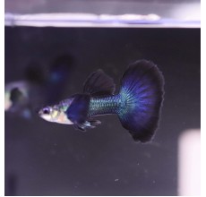 Dark Night Guppy (Male) - 3.5cm
