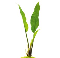 Lagenandra ovata on driftwood 5-6"