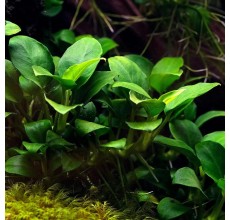 Anubias barteri on driftwood 5-6 "